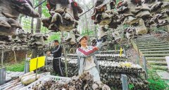 <b>以至改种现象比沉</b>